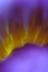 Close-up of a purple lotus flower, partially in focus.
