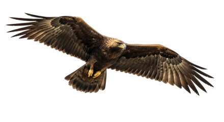 Majestic golden eagle flying isolated PNG on transparent background, powerful bird of prey with outstretched wings for wildlife designs