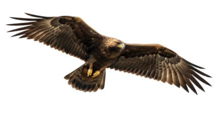 Majestic golden eagle flying isolated PNG on transparent background, powerful bird of prey with outstretched wings for wildlife designs