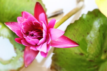 Full view of a purple lotus flower