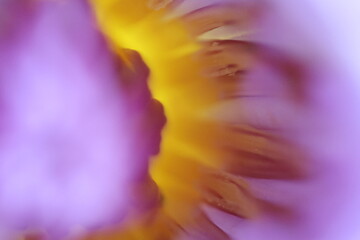 Close-up of a purple lotus flower, partially in focus.