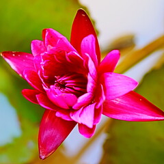 Full view of a purple lotus flower