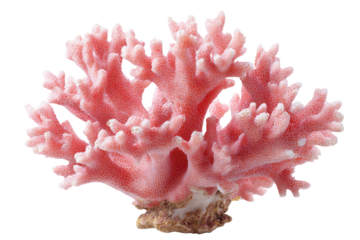 A vibrant pink coral specimen, complex branched structure, photographed on a transparent background
