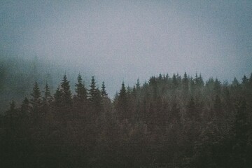 fog in the forest Scotland landscapes