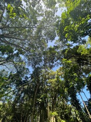 A low-angle view looking up through a dense canopy of lush green trees towards the sunlit sky.