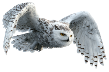A majestic snowy owl glides through the air, wings spread wide, with striking yellow eyes