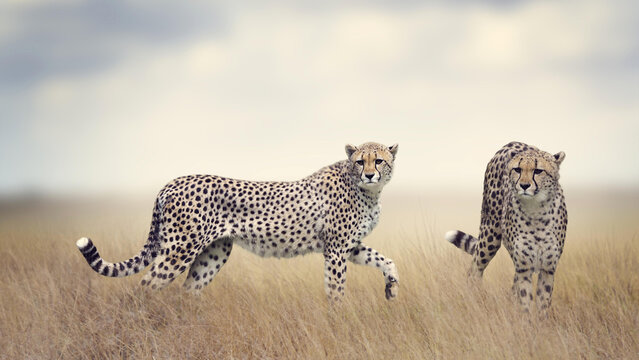 cheetah in serengeti national park