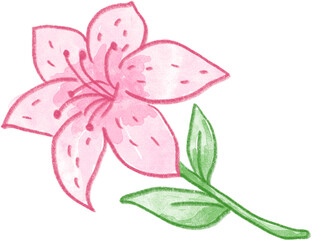 수채화 손그림 식물 일러스트