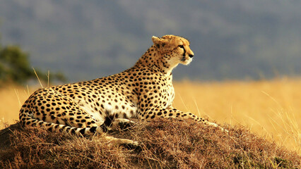 cheetah in the savannah