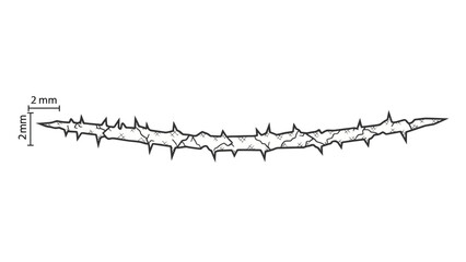 broken heart on white background