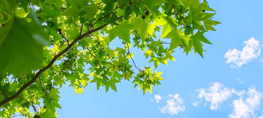 Lime Green Against a Summer Sky