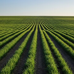 Vast, sun-drenched organic fields showcasing sustainable agriculture with rows of vibrant green plants thriving under clear skies ,cultivation ,rural ,farmland
