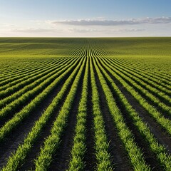 Vast, sun-drenched organic fields showcasing sustainable agriculture with rows of vibrant green plants thriving under clear skies ,wide ,healthy ,farm