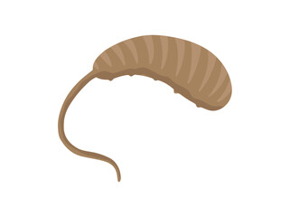 Larva Maggot Rat Tail
