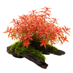Ludwigia repens growing on driftwood with vibrant red leaves isolated on black