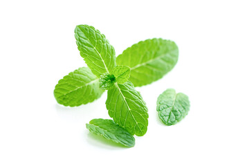 Mint leaf. Fresh mint on white background.