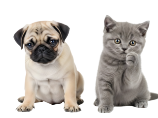Cute Pug Puppy and Gray British Shorthair Kitten Sitting Together – Isolated on White PNG
