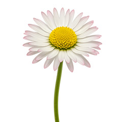 Single daisy flower on a black background close up studio shot