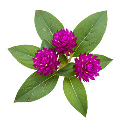 Three Globe Amaranth Flowers Blossom with Green Leaves on Black Background