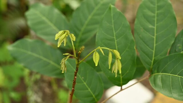 Close Up Shots Of Rambutan Tree New Branch And Leaves