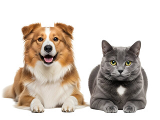 Obraz premium Happy Dog and British Blue Cat Lying Together – Cute Pet Friends Isolated PNG