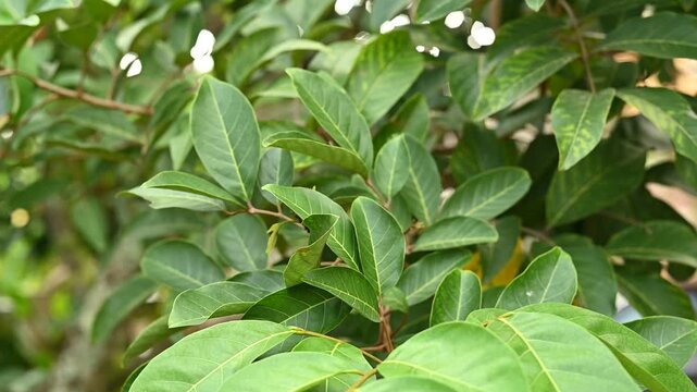 Close Up Shots Of Rambutan Tree Leaves