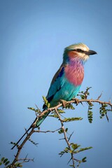 Vibrant lilac breasted roller perched on a branch under a clear blue sky
