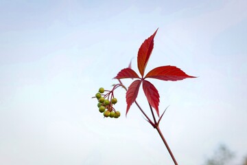 Vibrant red virginia creeper leaves and berries against a soft sky