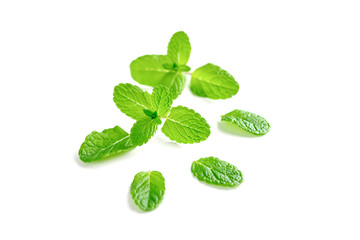 Mint leaf. Fresh mint on white background.