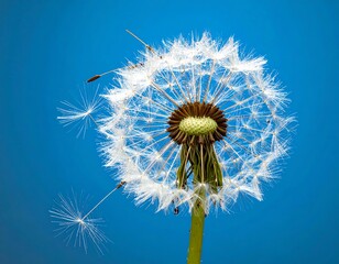 Close-up of a dandelion seed head against a vibrant blue background, showcasing delicate seed dispersal