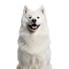 White samoyed dog portrait isolated on transparent background