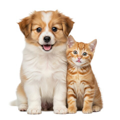 Fototapeta premium Fluffy mixed-breed puppy and small ginger tabby kitten sitting close on a reflective white studio floor, looking forward with warm, playful expressions. Concept of innocent animal friendship
