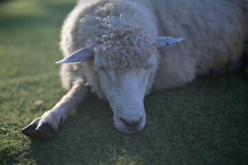 A peaceful sheep resting on green grass, showcasing its fluffy wool and serene expression. © waragron