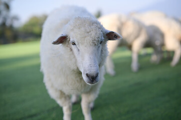 A close-up of a sheep with a fluffy coat, standing on green grass, surrounded by other sheep in the background under a clear sky.