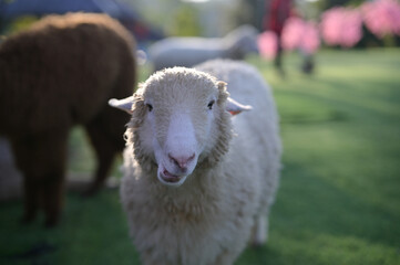 A close-up of a sheep with fluffy wool in a green field, surrounded by other animals and blooming flowers in the background.