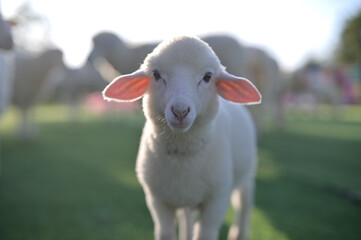 A close-up of an adorable young lamb with fluffy white fur and large ears, set against a blurred background of other sheep in a green field.