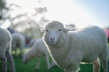 A fluffy sheep stands in a grassy field, surrounded by other sheep, with sunlight filtering through...