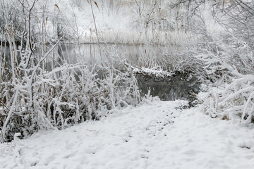 Serene winter landscape with a snow-covered riverbank covered in a thick layer of untouched snow. Bare branches, tall reeds and bushes densely covered in fresh white snow