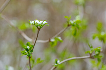 Close-up of young green leaves dusted with snow, showing the contrast of winters cold and springs new growth.