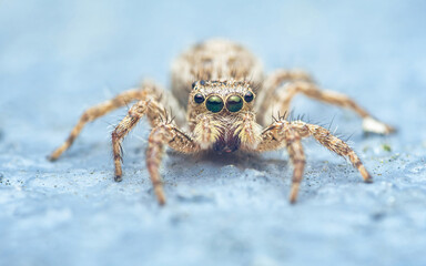 Jumping spider showing green large eyes macro close-up