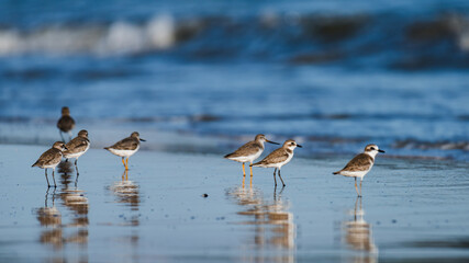 Shorebirds walking along ocean beach creating reflections