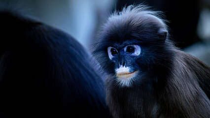 Dusky leaf monkey with striking blue face watching