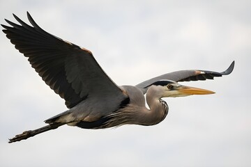 Obraz premium Great Blue Heron in Flight Against Cloudy Sky – Wildlife and Nature Photography