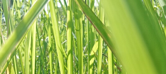 green grass background