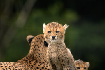 Cheetah Cub 