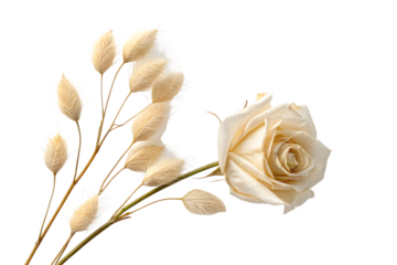 Dried Beige Rose and Bunny Tail Grass Stems Isolated on Transparent Background