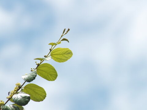 A vibrant bidara branch with oval green leaves glows under the sunlight, set against a clear blue sky&mdash;capturing nature&rsquo;s simplicity and calm.