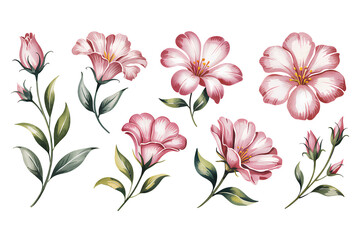 Fototapeta premium Soft Elegant Pink Floral Decorative Elements with Delicate Petal Details, Transparent Background