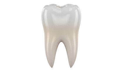 Realistic molar tooth isolated PNG on transparent background, dental anatomy model for educational and medical use, beige and white