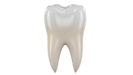 Realistic molar tooth isolated PNG on transparent background, dental anatomy model for educational and medical use, beige and white